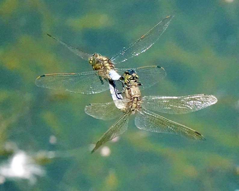black-tailed skimmer